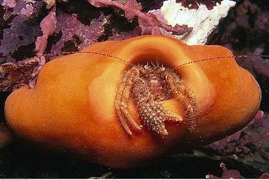 《Usagi Shima: Bunny Island》Steam页面上线 支持中文